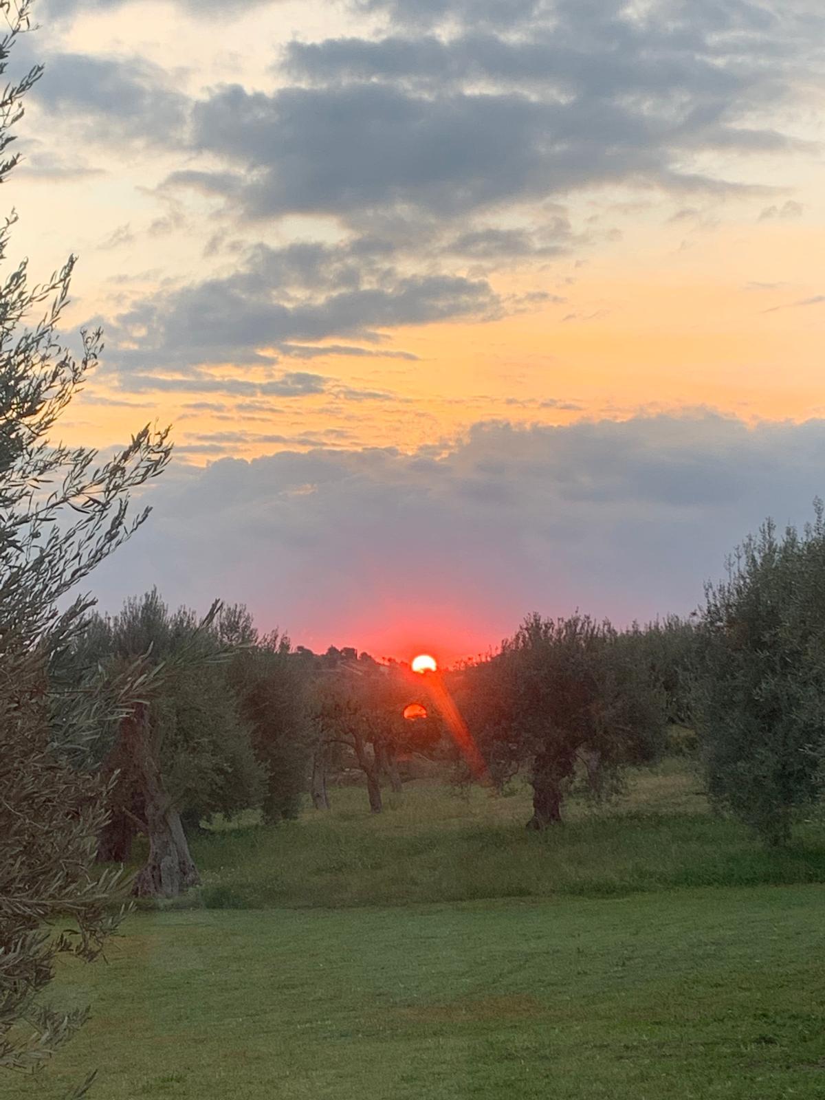 Oliveto Secolare 1