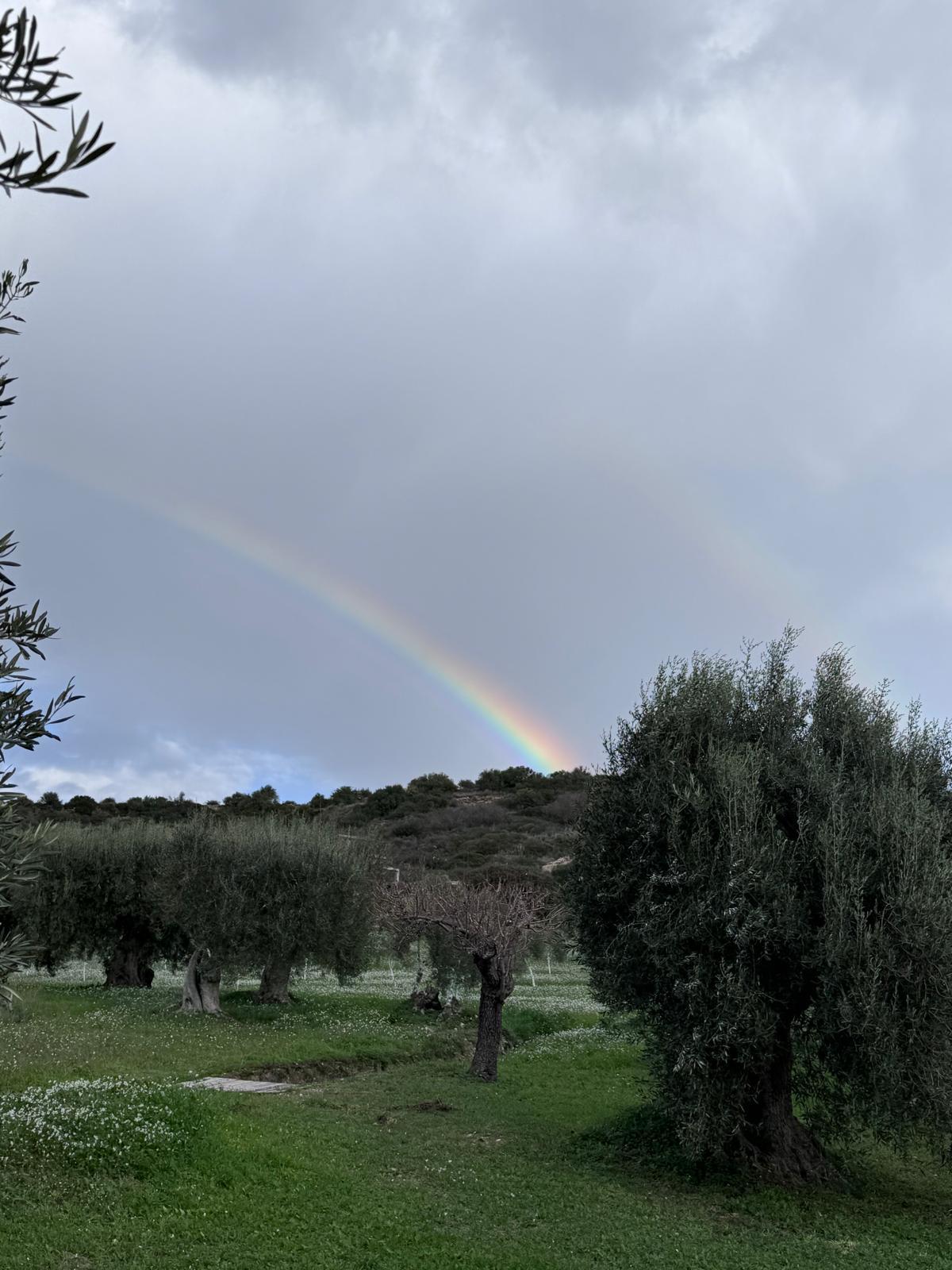 Oliveto Secolare 2